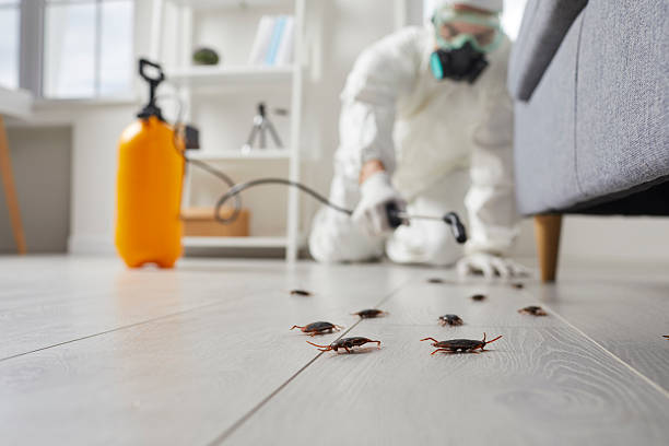 Commercial Kitchen Cockroach Control in Springboro